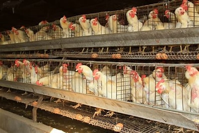 Caged Eggs in Australia